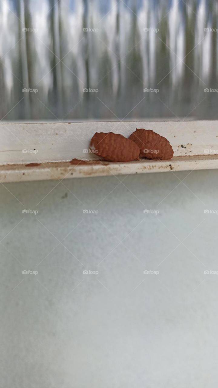 Caterpillar cocoon attached to wood, on the porch of my house.