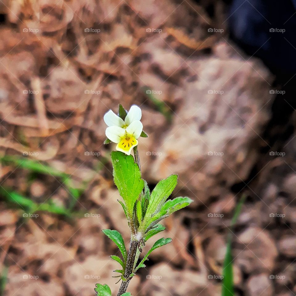 field flower