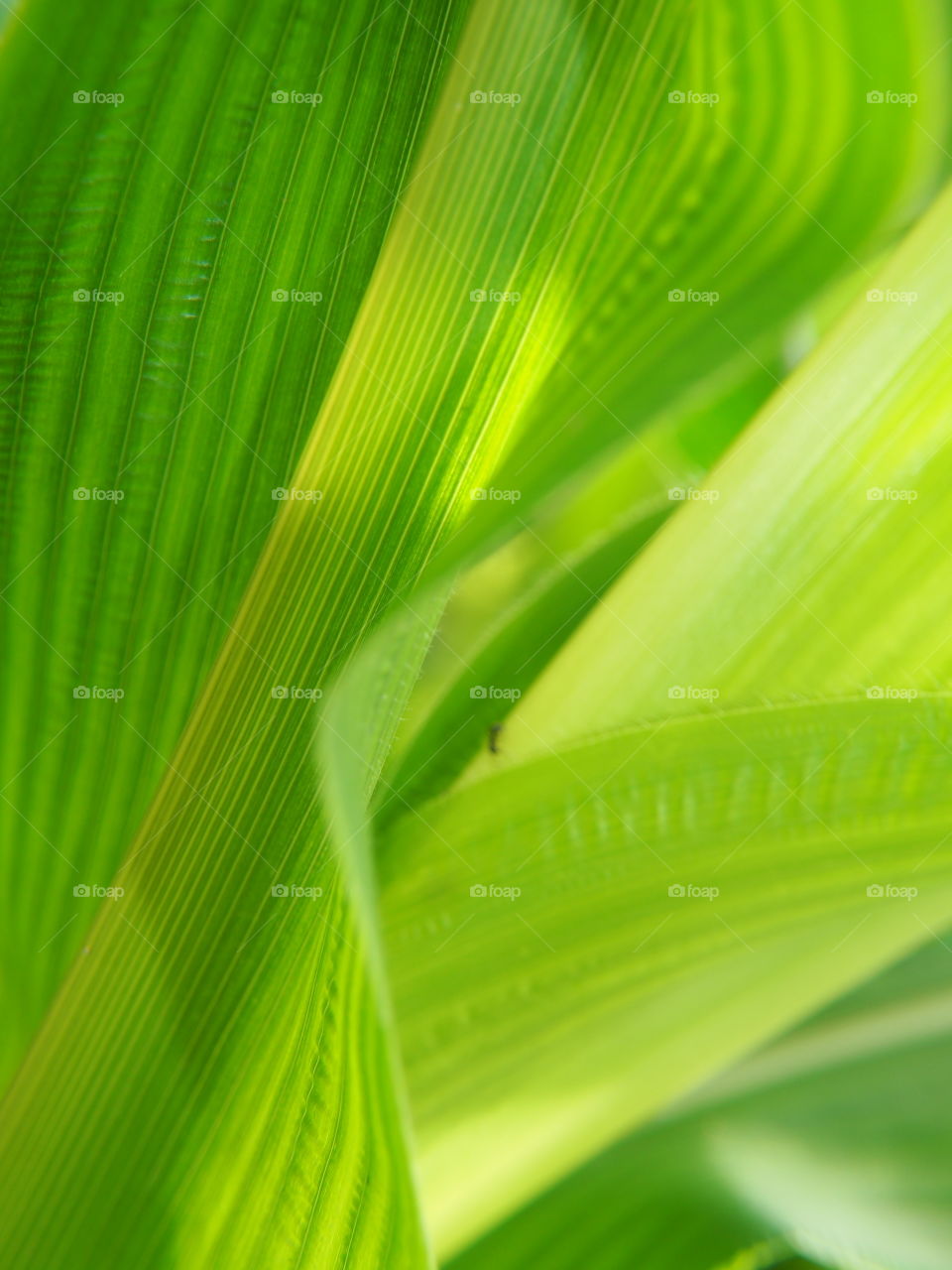 Corn leaf abstract