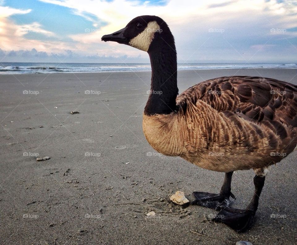 Mr Goose poses for a close-up