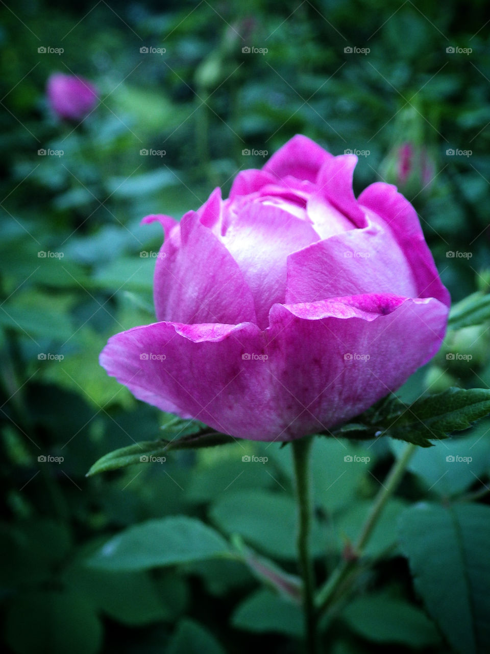 Pretty pink rose flower bud growing in the backyard flower garden