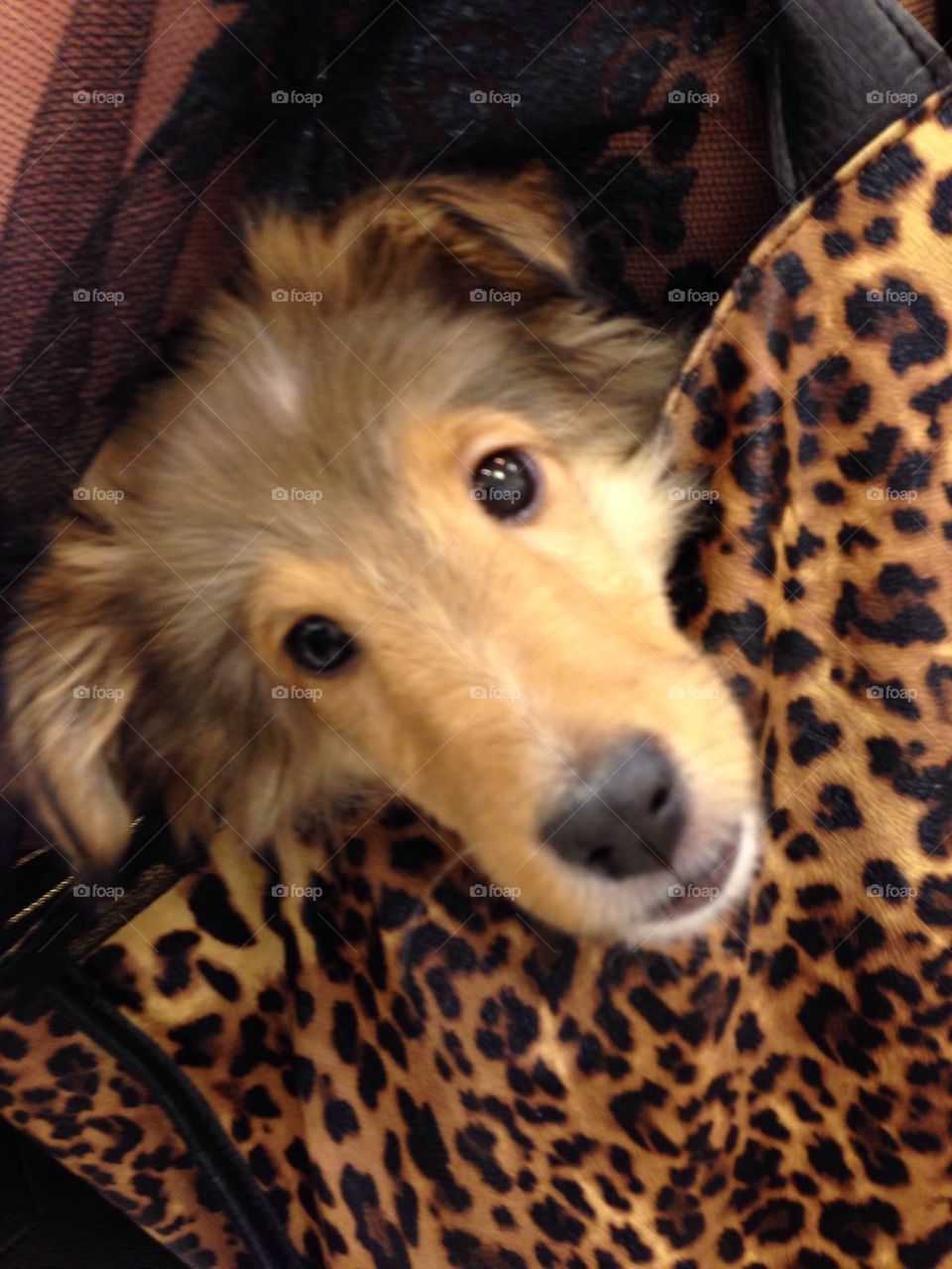 Sheltie Puppy in a Tote Bag