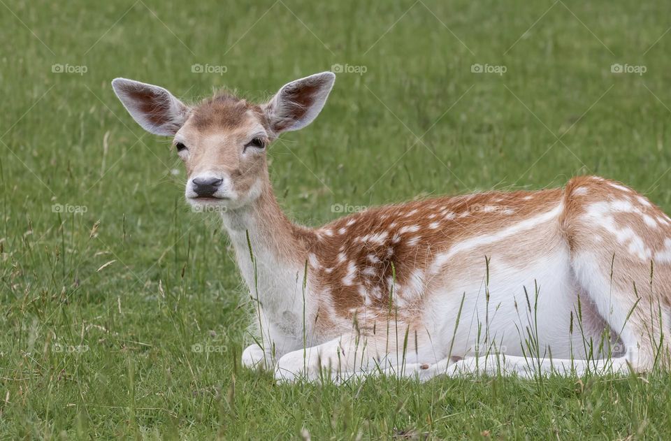 A young fawn sitting in a grassy field