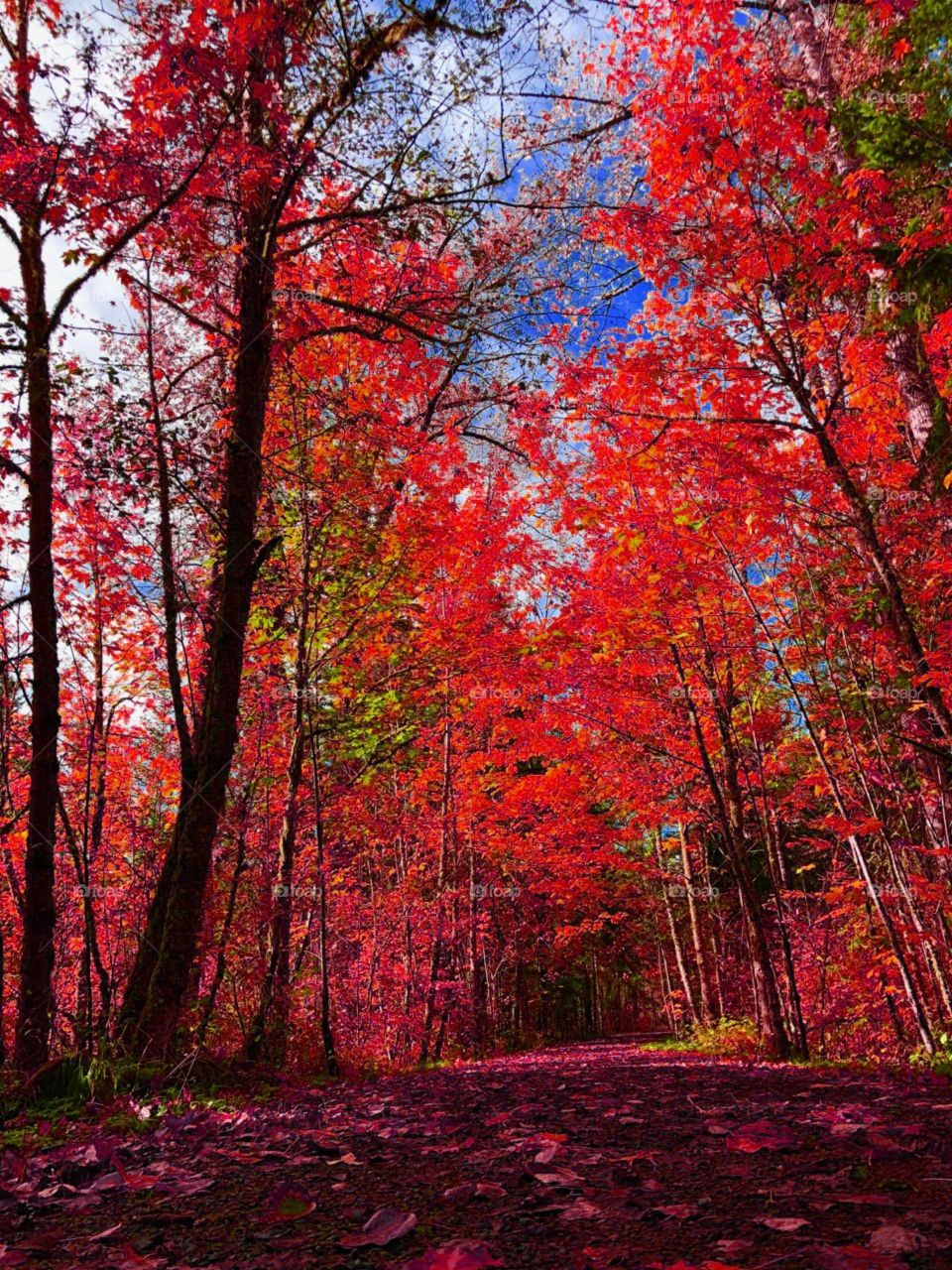 𝐼 𝑙𝑜𝑣𝑒 𝕱𝖆𝖑𝖑 most 𝑜𝑓 𝑎𝑙𝑙.