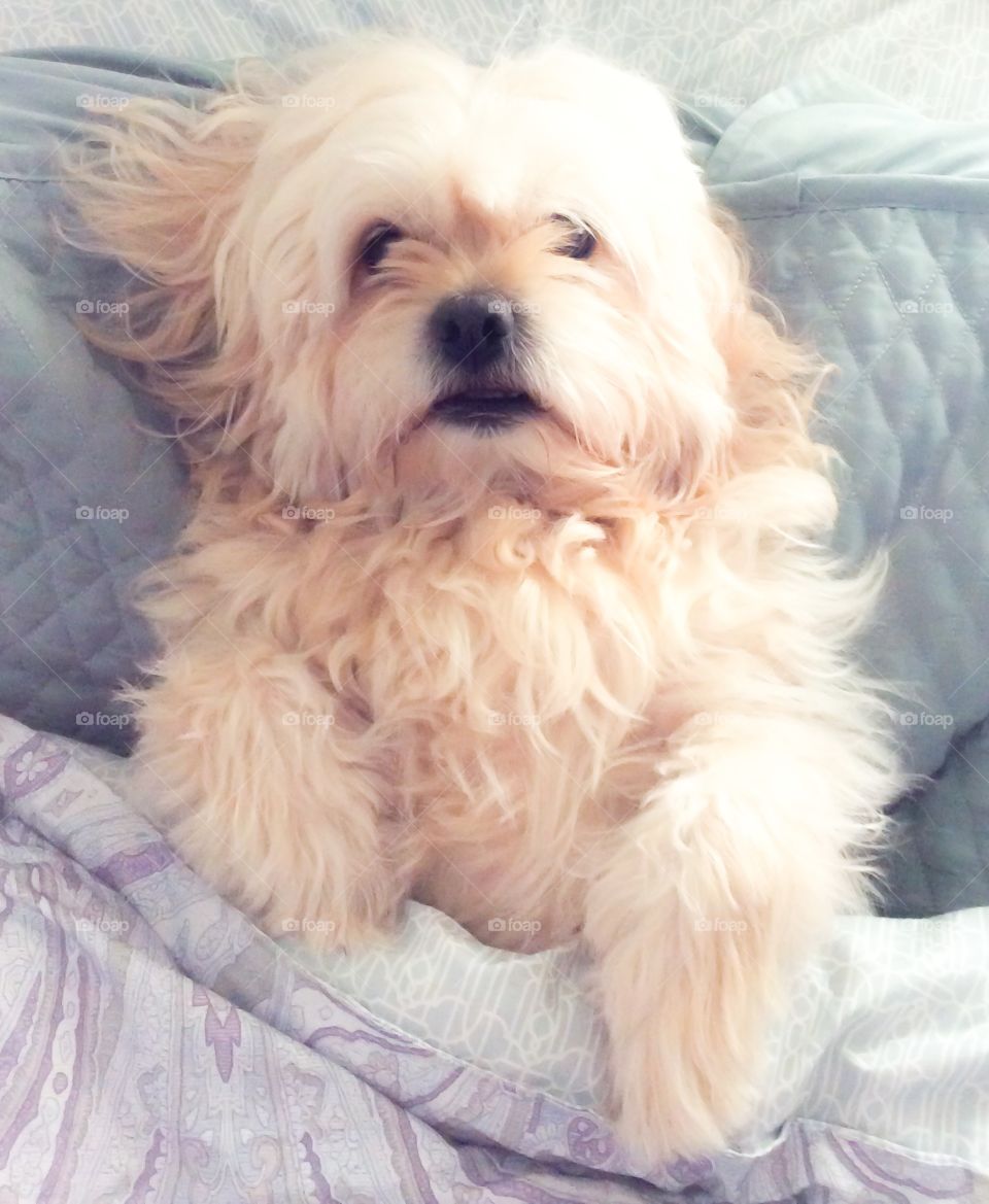 Bear. My dog wasn't feeling good today, he was relaxing all day on the bed,;) 