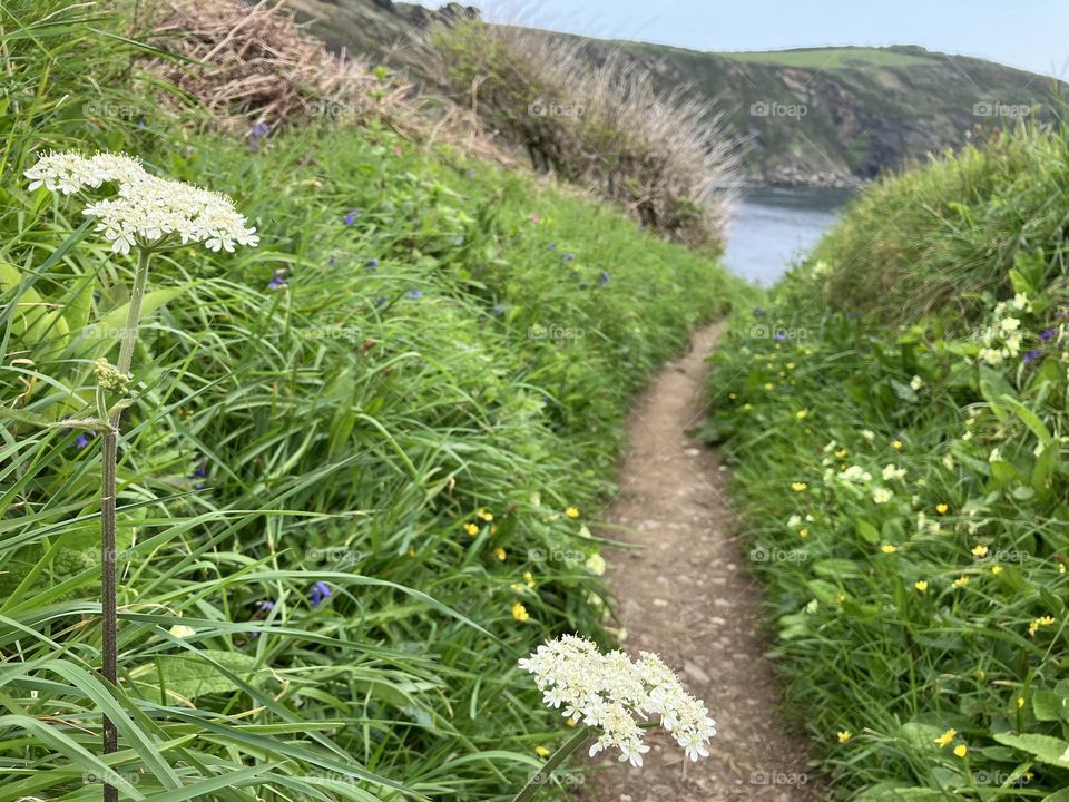 Wild Spring Flowers along a Cornish cliff path 