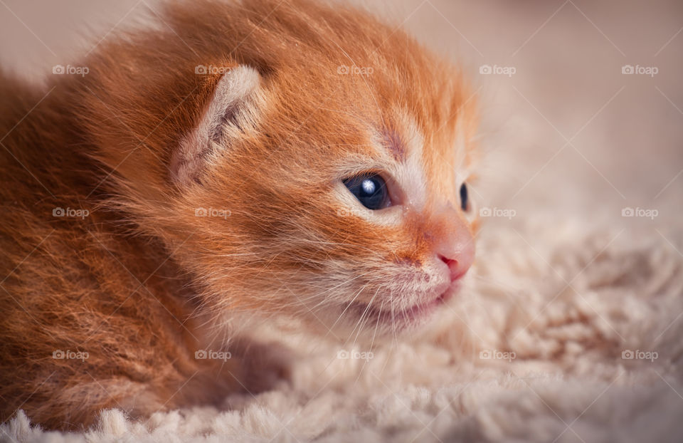 Red tabby newborn kitten portrait