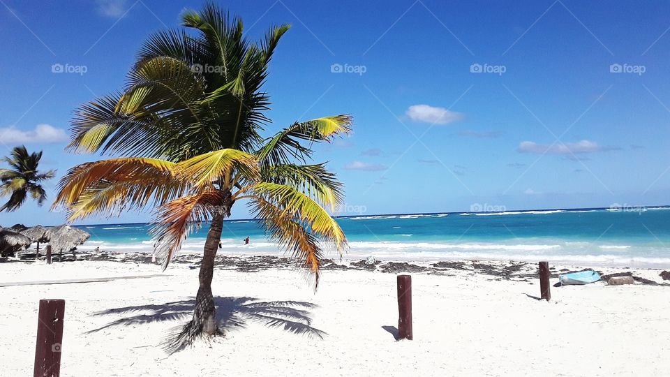 palm tree on the ocean