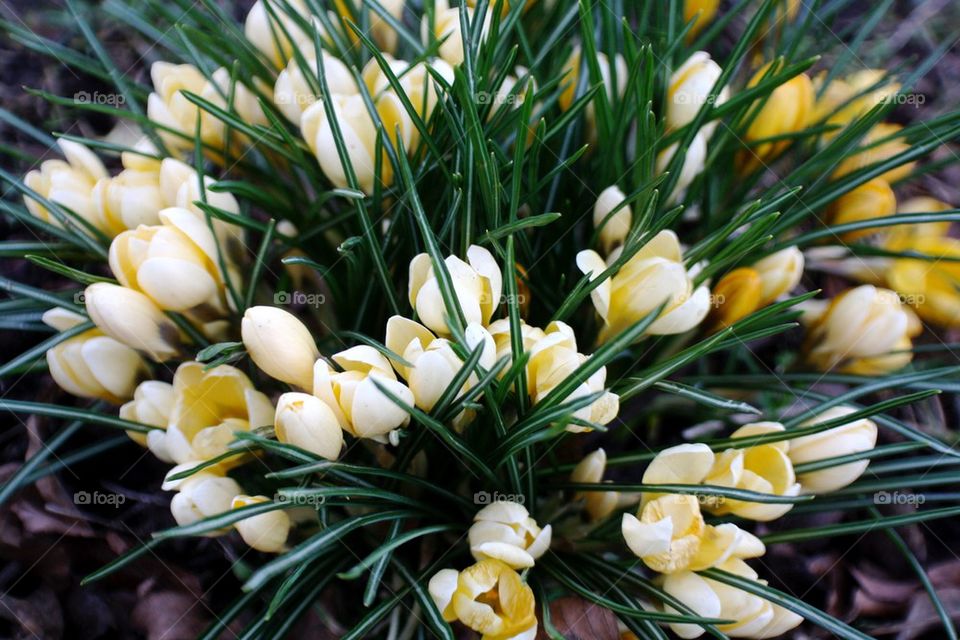 Spring crocuses 