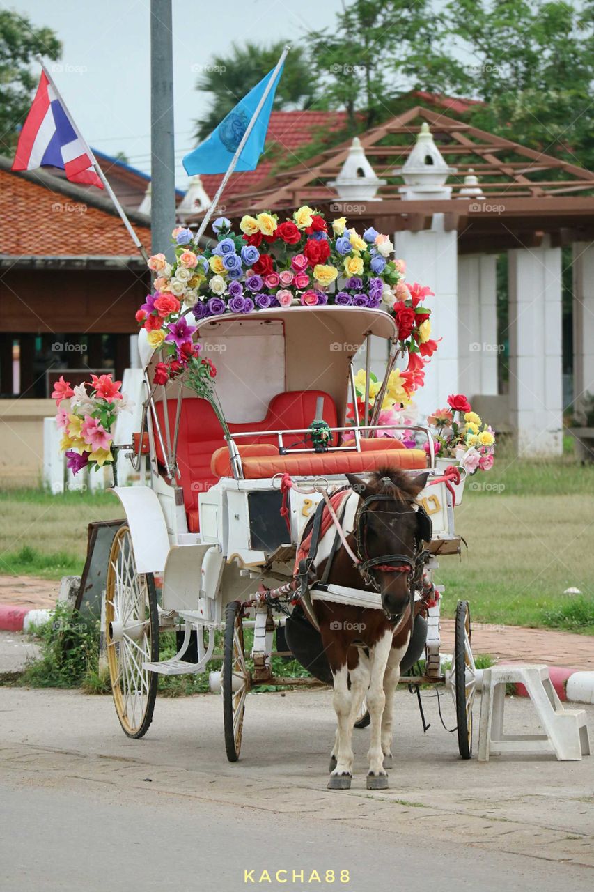 Horse&travel