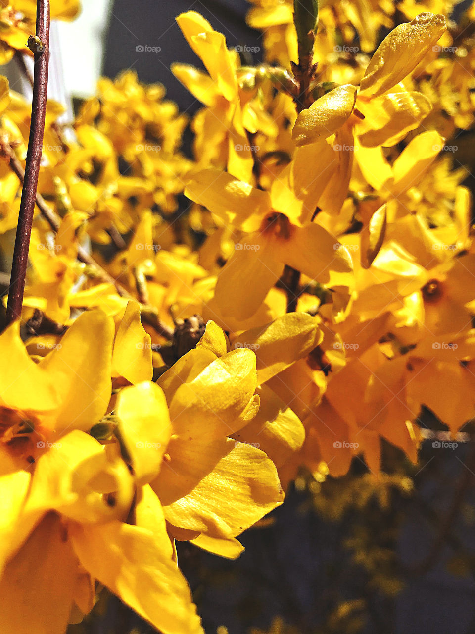 Forsythia 