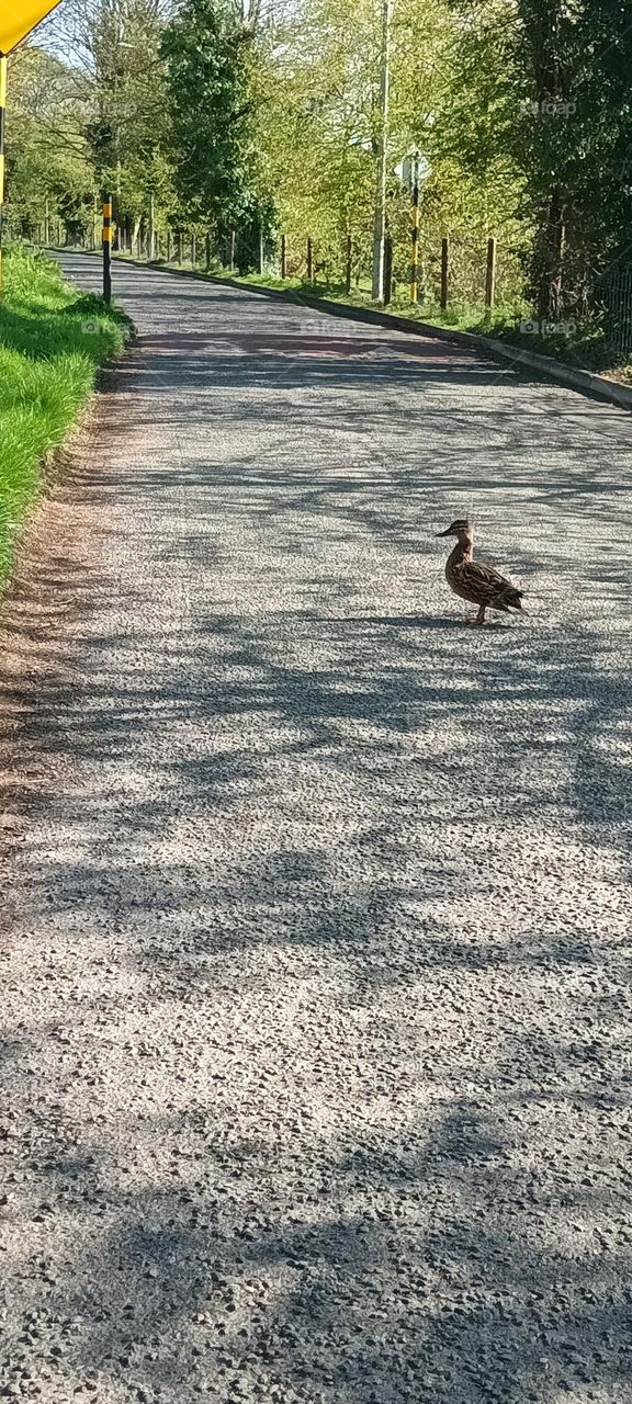 Solo duck at walk