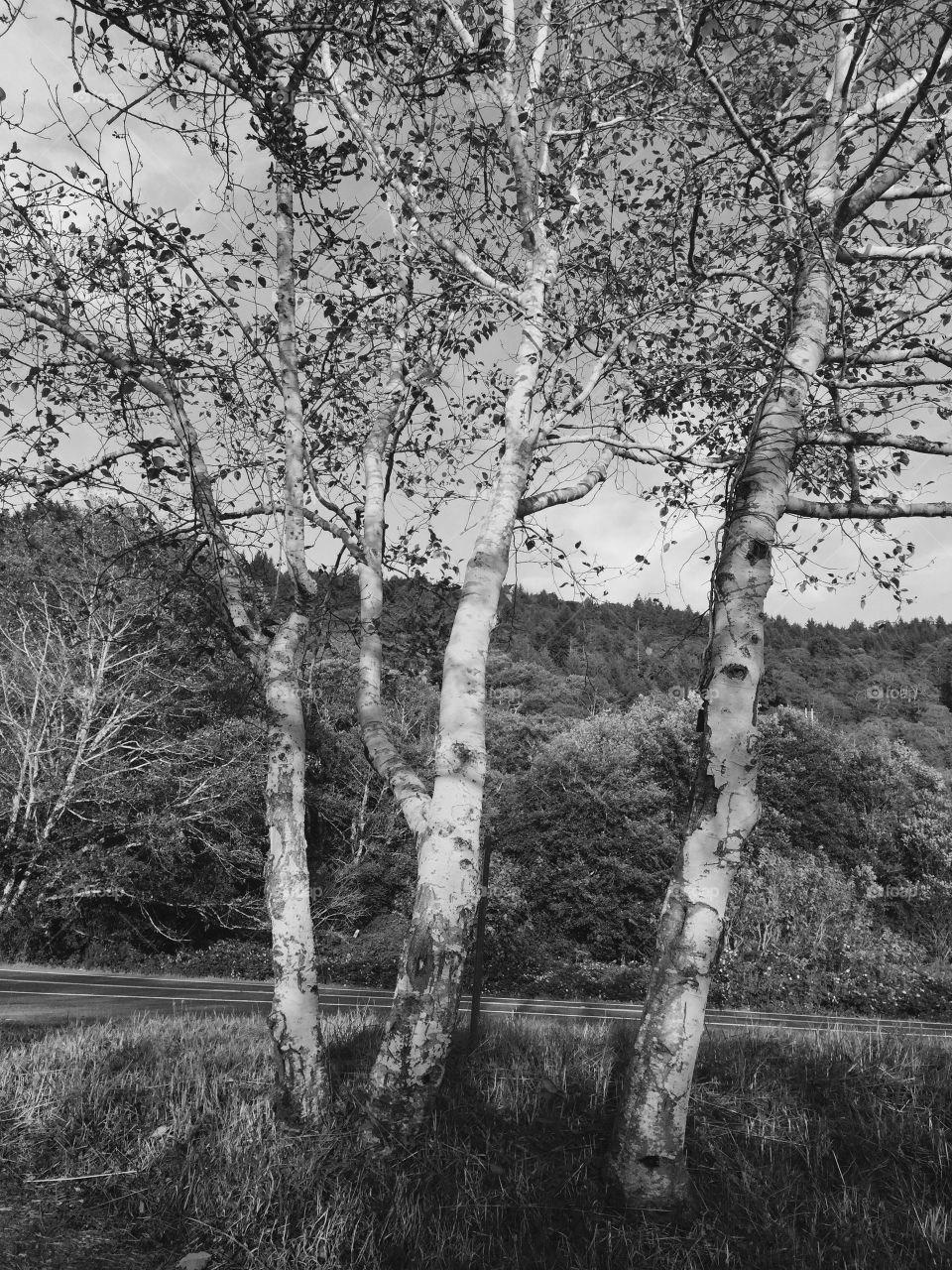 Black and white trees