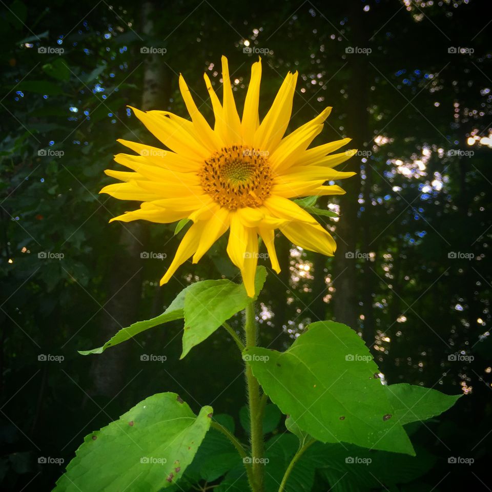 No Person, Nature, Summer, Flower, Sunflower