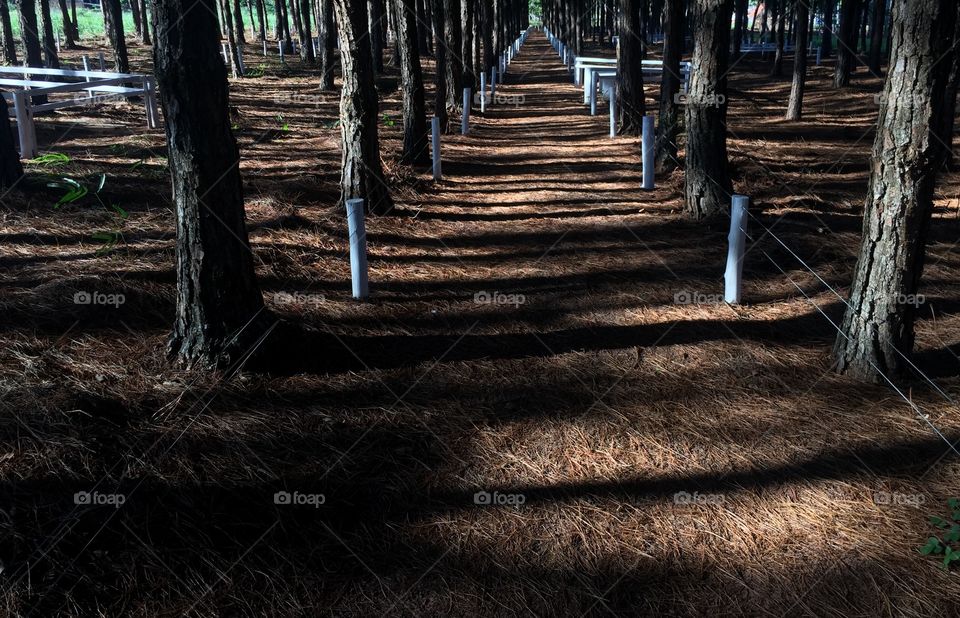 Walkway through trees