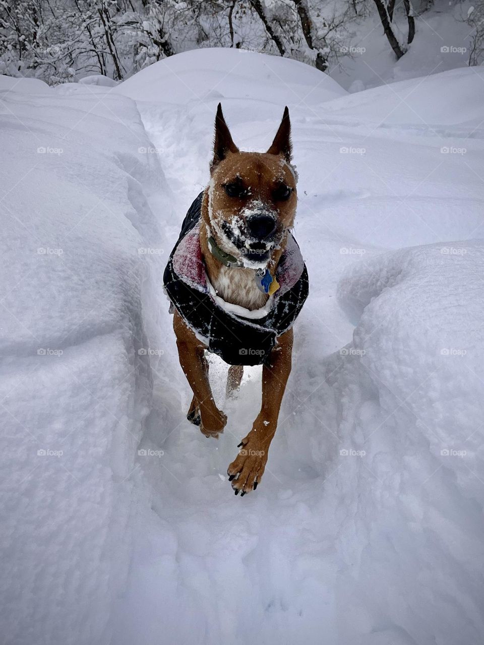 This boy is frolicking frosty, and happy about it! A chilly winter afternoon of canine fun 