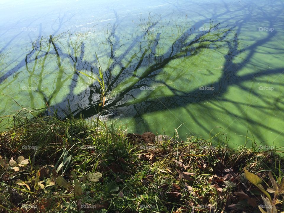 Algae shore; willow shadow 
