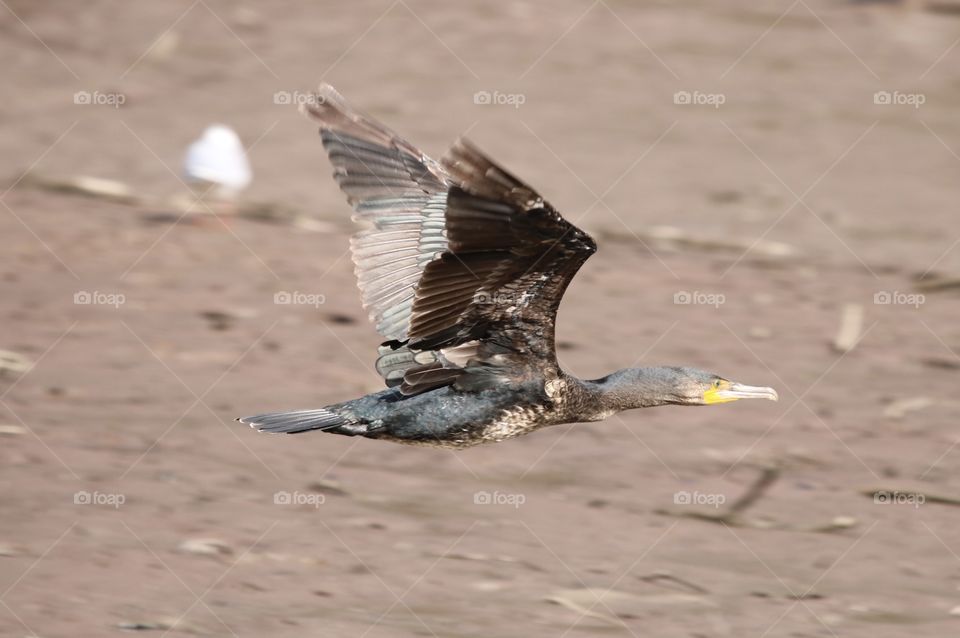 cormorant in flight