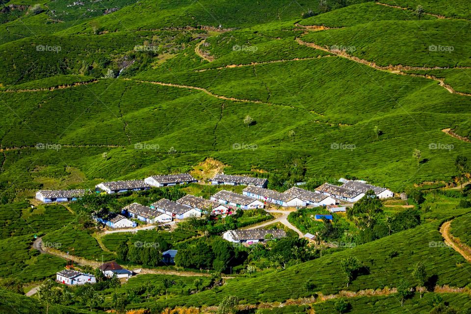 large sector of tea plants around the village
