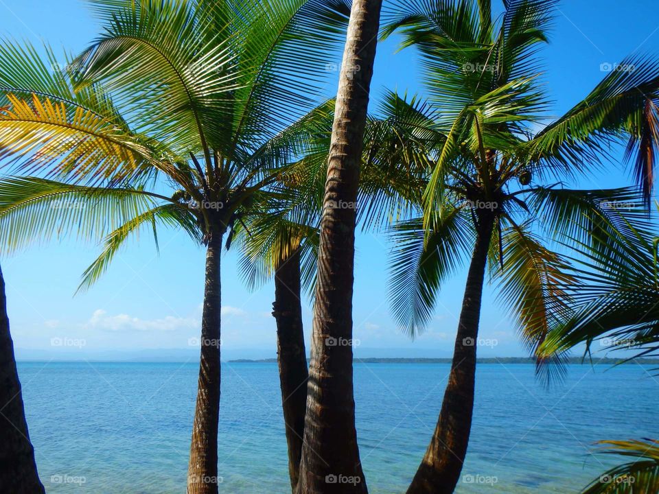 coconut palms