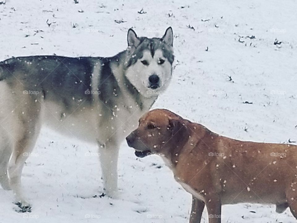 Adonis and thor snow