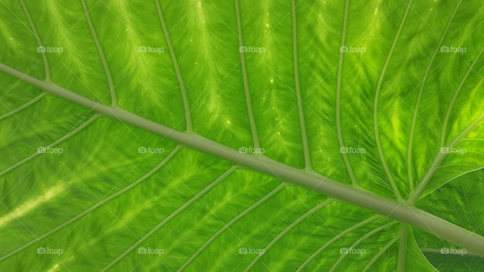 leaf closeup green