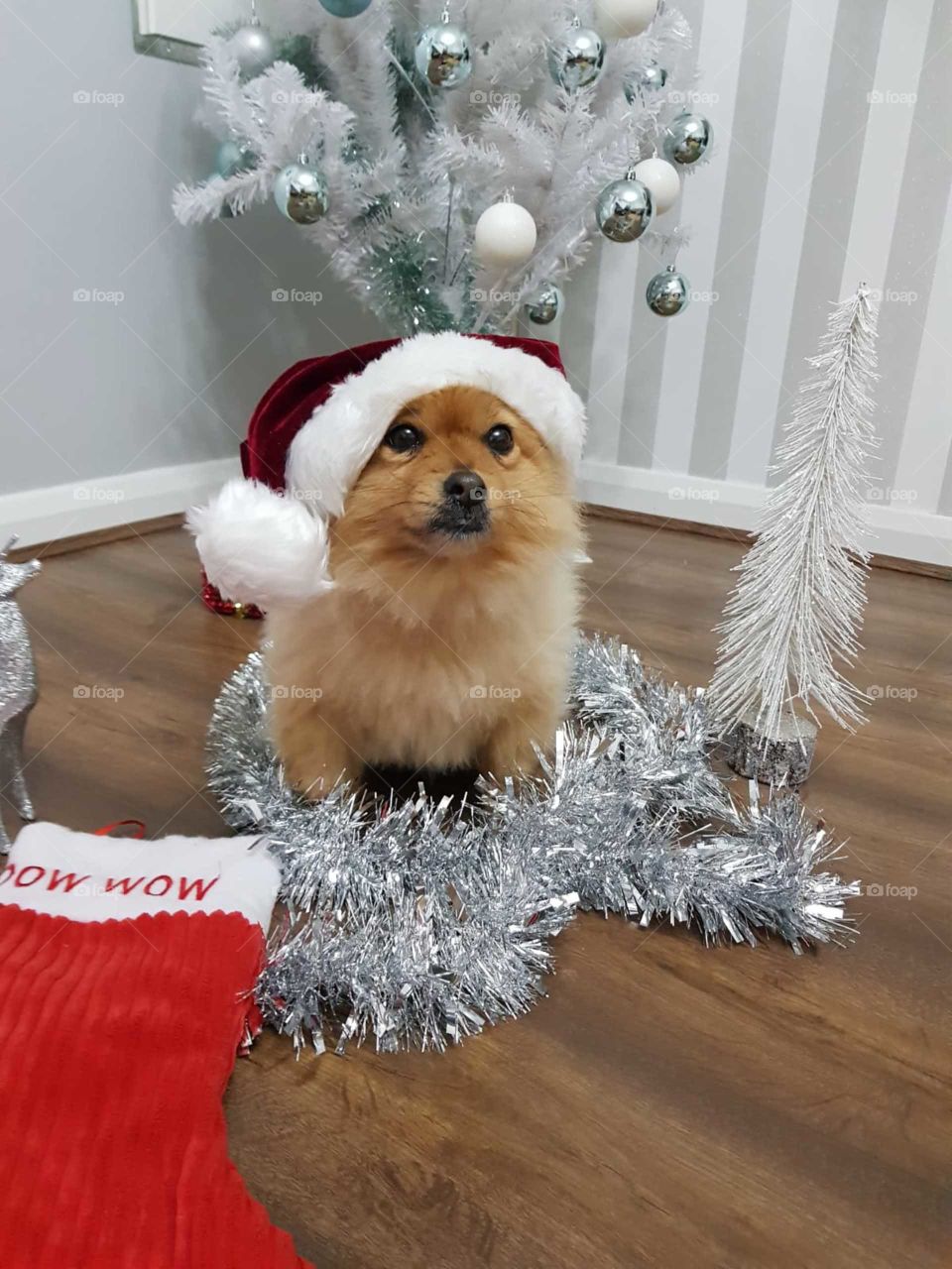 merry christmas pomeraniaan dog