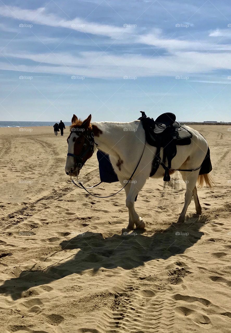 A mare strolling on the beach 