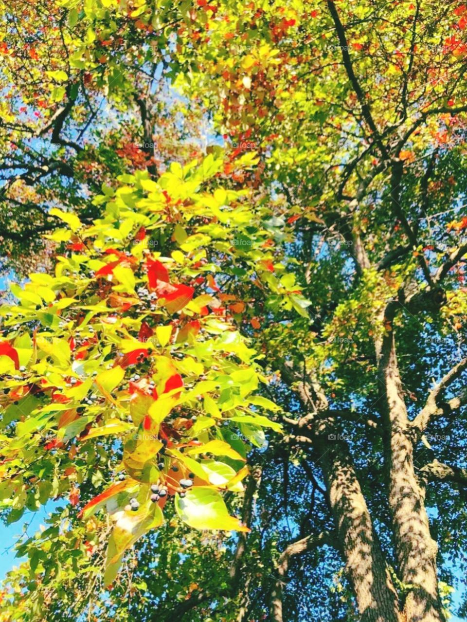 beautiful tree flowers