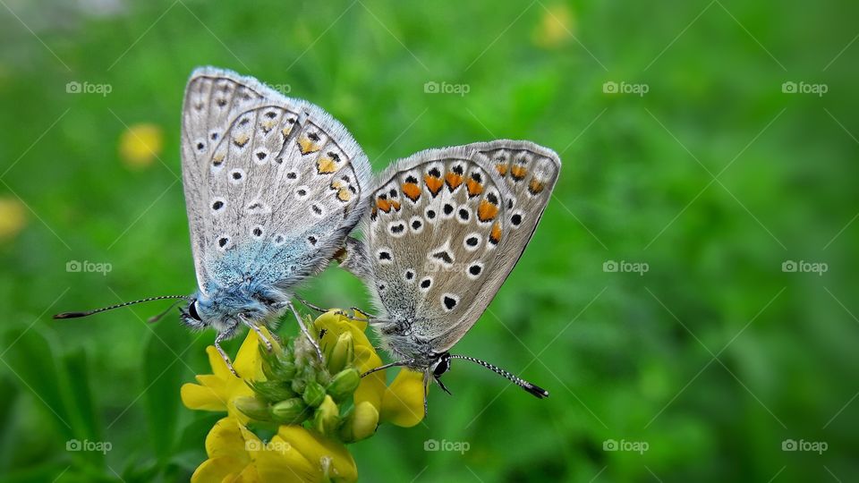 Two cute butterflies on the yellow flower