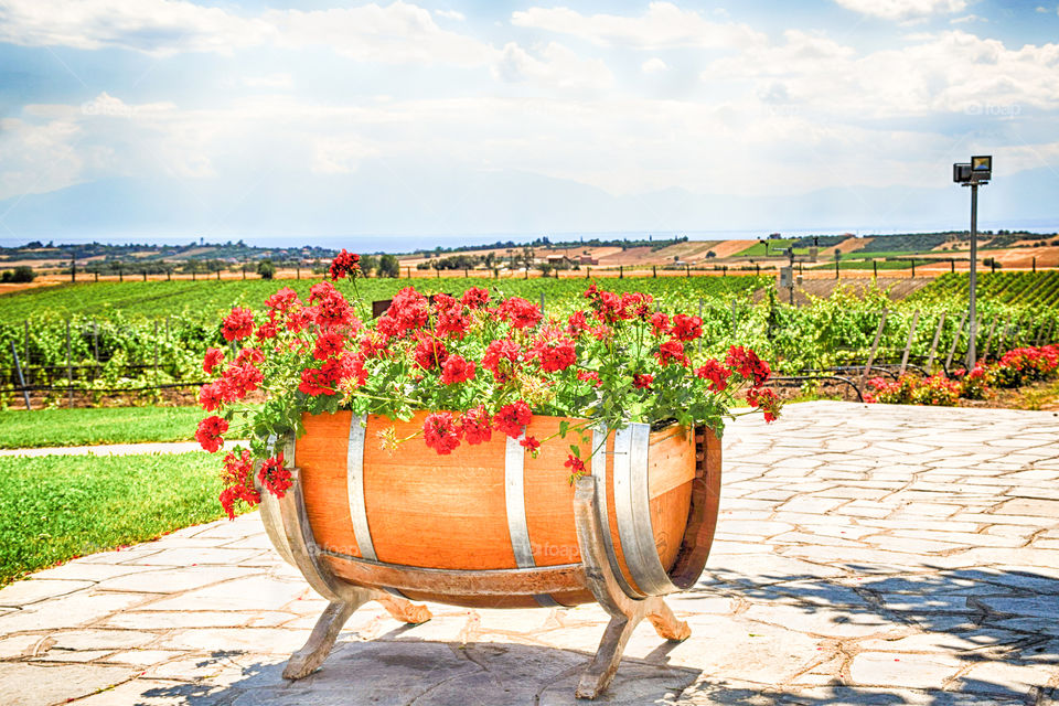 Wooden Barrel Flower Pot With Red Bright Geraniums