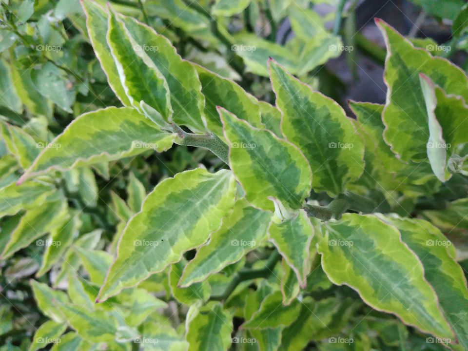 close up photo leaf green