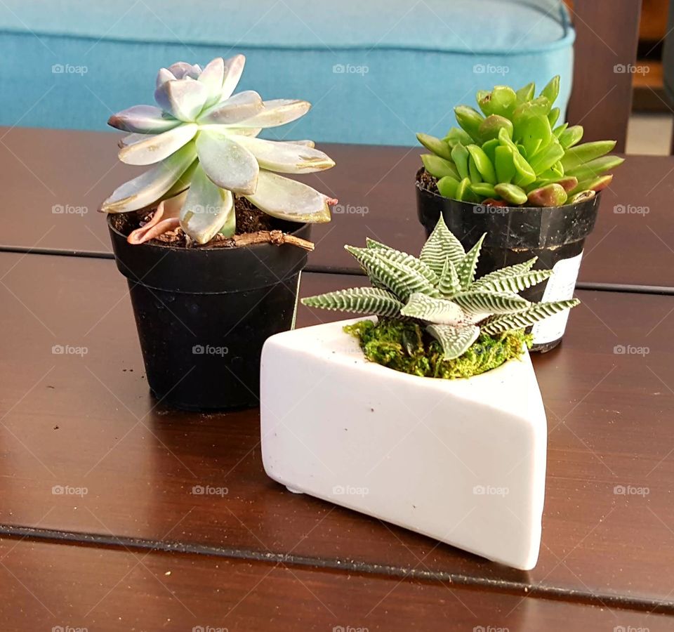 The Three Potted Plants on the Deck