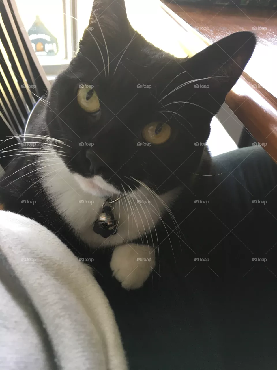 Hi, kitty!