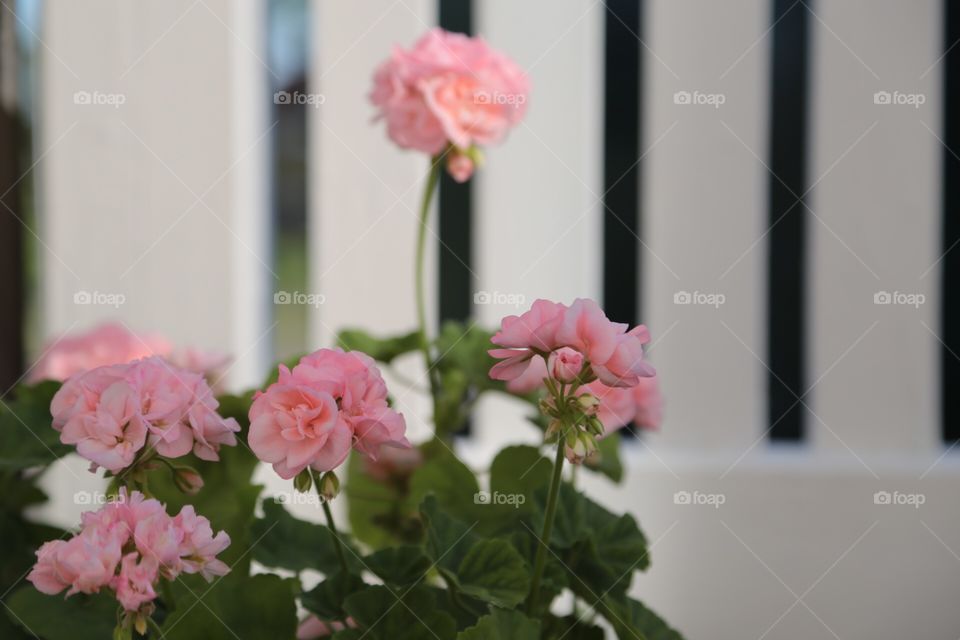 Pink flowers 