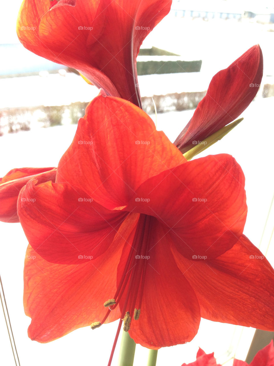flower red window amaryllis by liselott