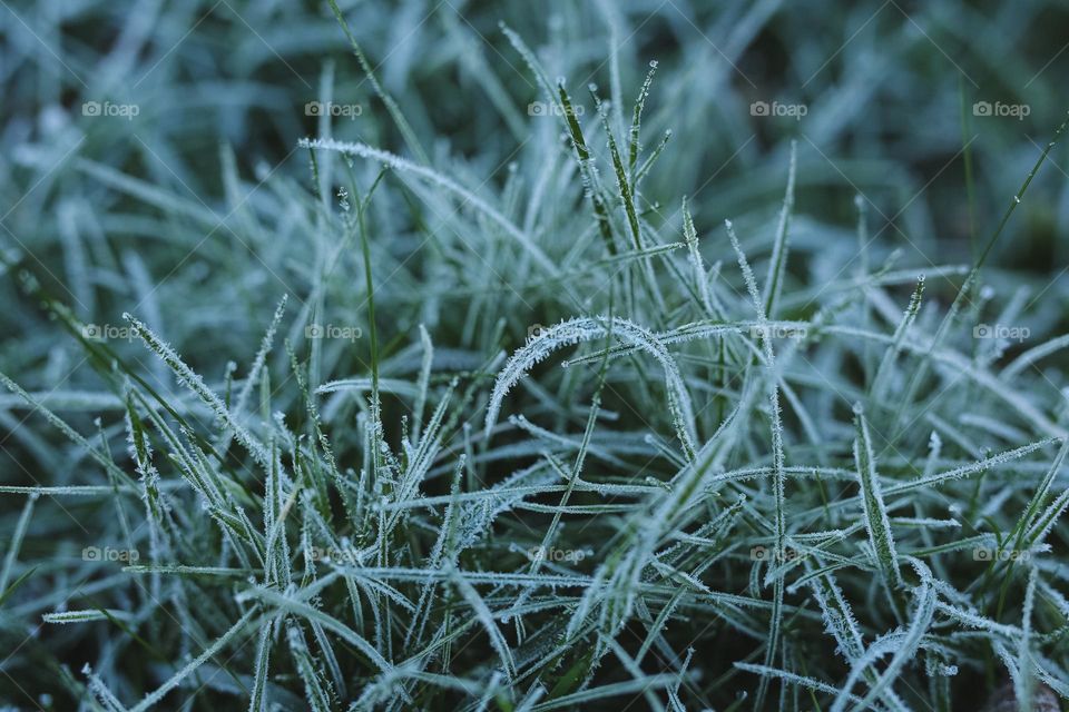 Frosty Marvels, nature’s icy Artistry 