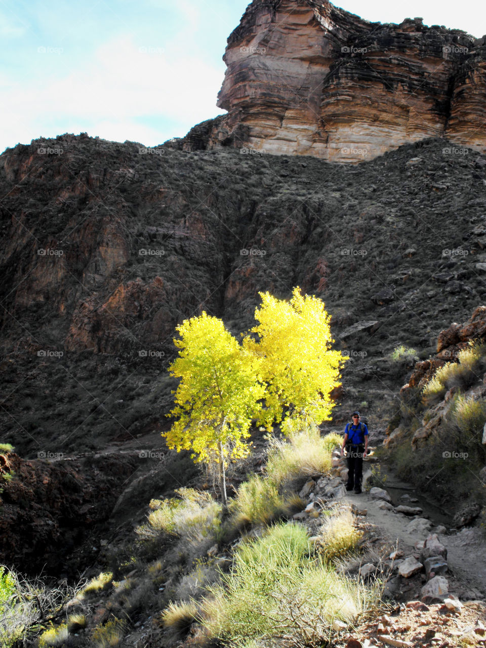 Tree illuminated in autumn yellow brilliance in the Grand Canyon in Arizona 