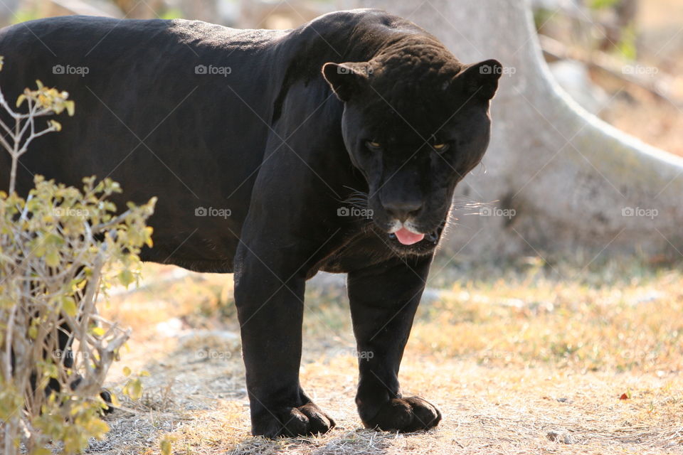 No Person, Mammal, Nature, Wildlife, Outdoors