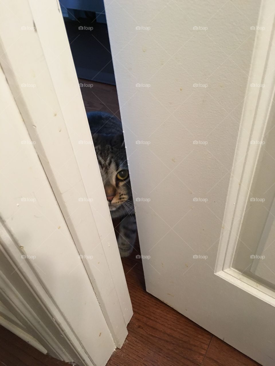Cat spy