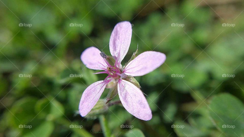 Little Purple "weed" Flower