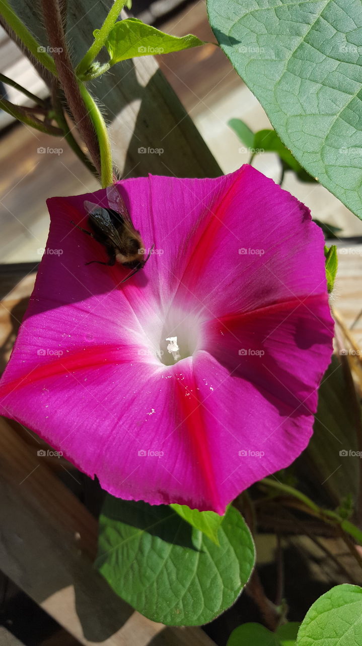 Nature, No Person, Leaf, Flower, Summer