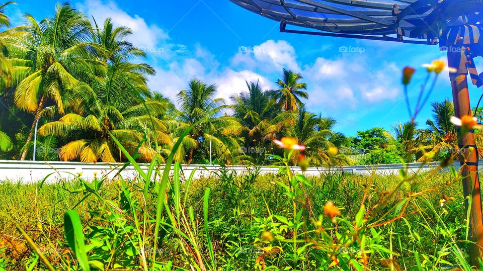 beautiful green grass with coconut trees