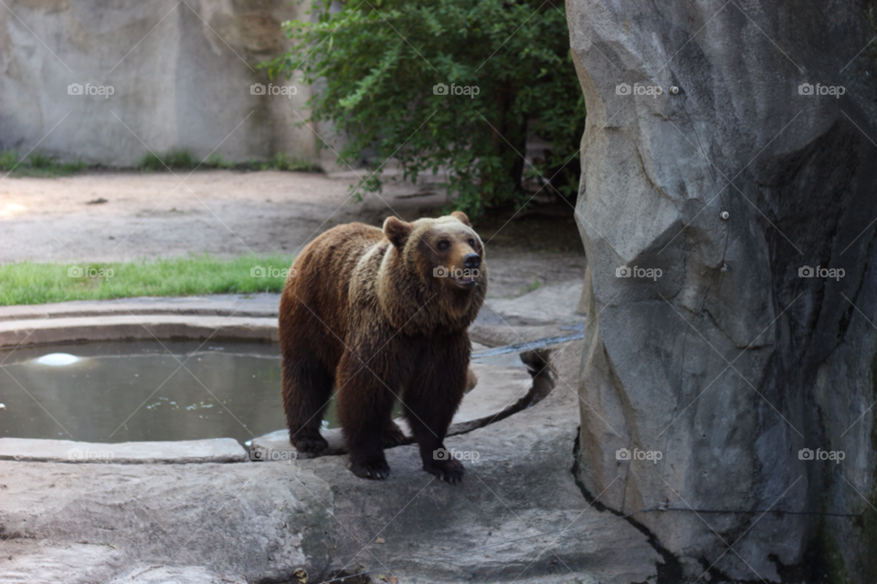 argentina nature brown zoo by ederpino