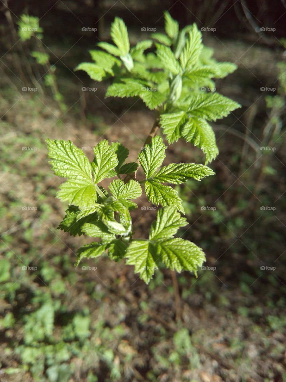 No Person, Leaf, Flora, Nature, Outdoors