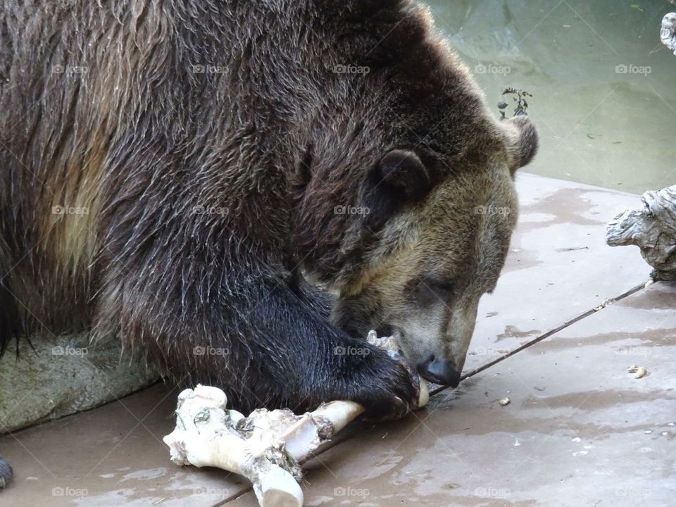Grizzly bear 2