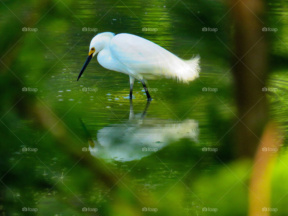 Egret in pond