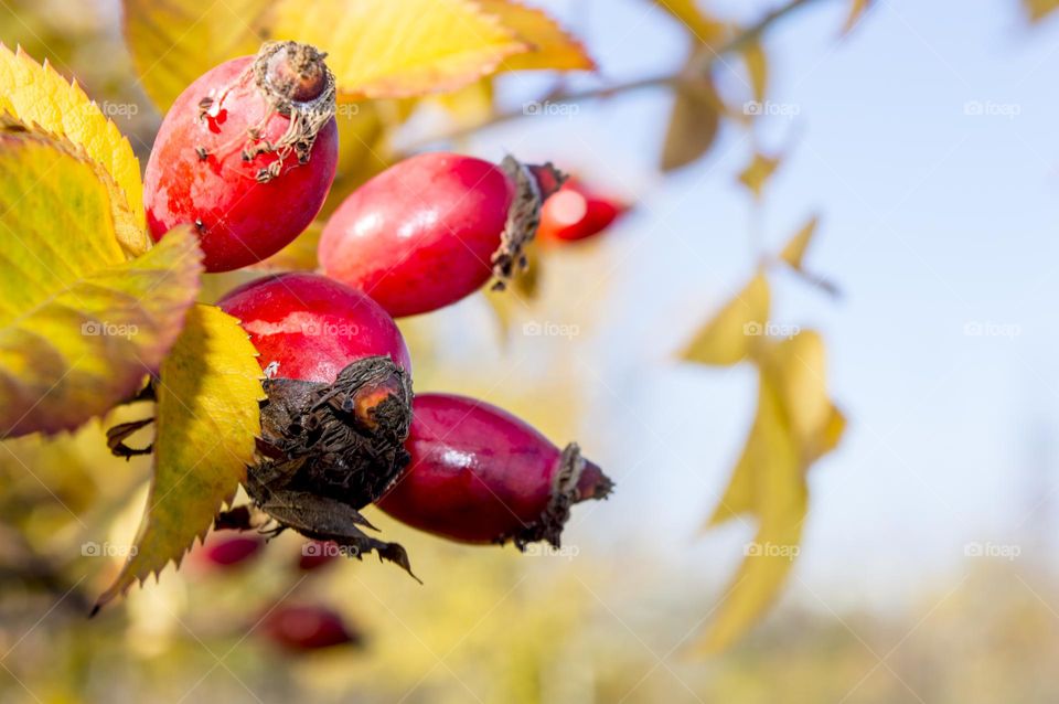 Rose hips surrounded by autumn leaves.