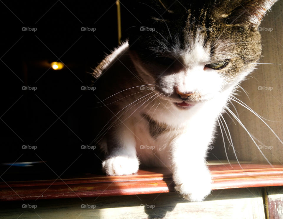 Shy kitty meow in the sun