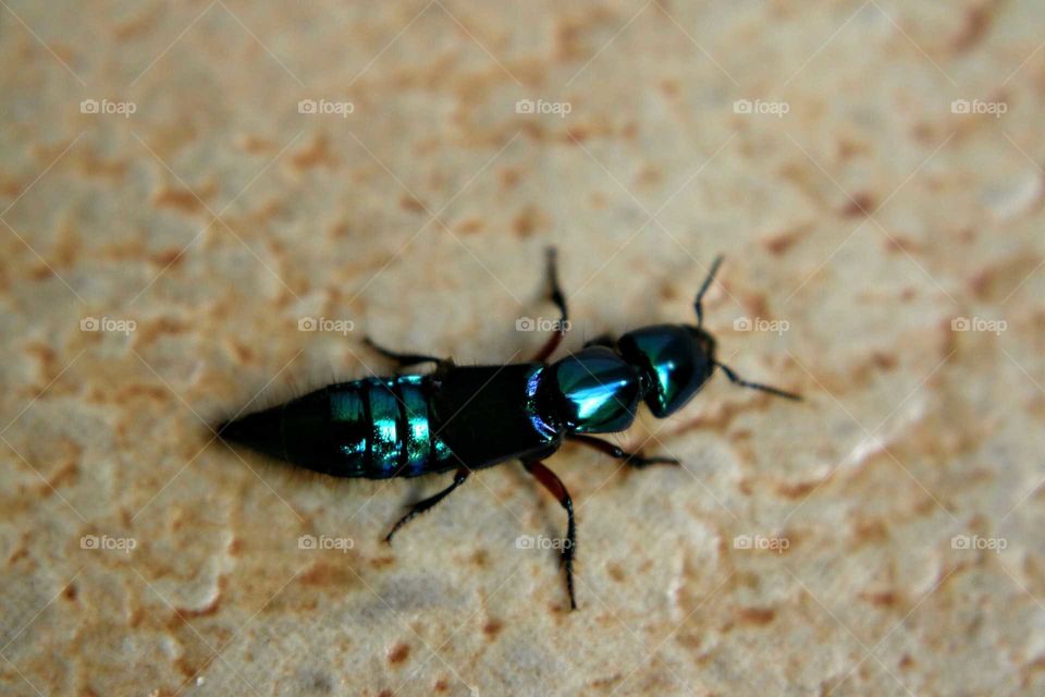 Beetle (Eulissus chalybaeus)